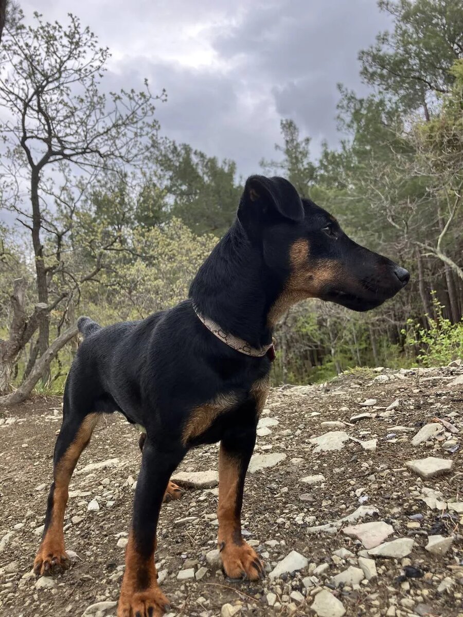 Прогулка в лесу с Ягдтерьером