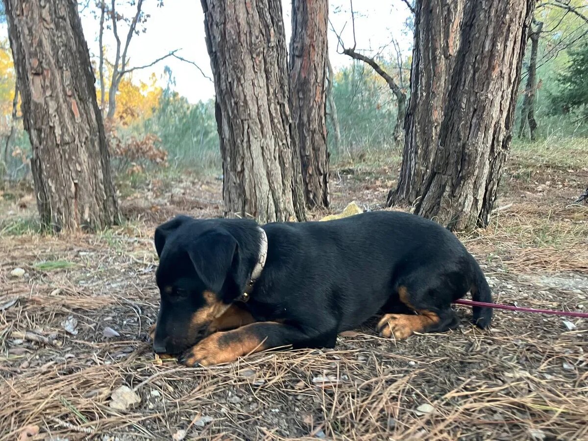 Прогулка в сосновом лесу с Ягдтерьером