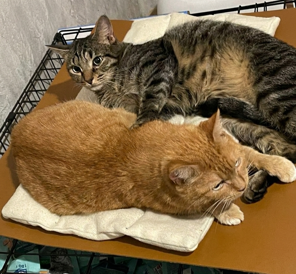 Как это случилось, сами не заметили 