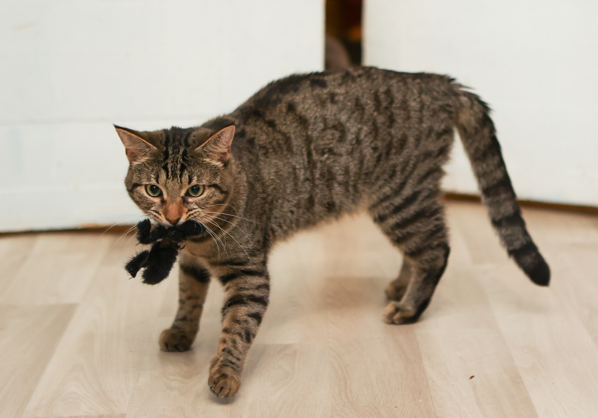 Я ж добытчик, а девочки таких любят