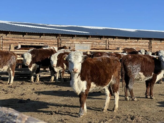 На зиму телята обрастают шестью словно медведи / фото: телеграм-канал Алексей Цыденов