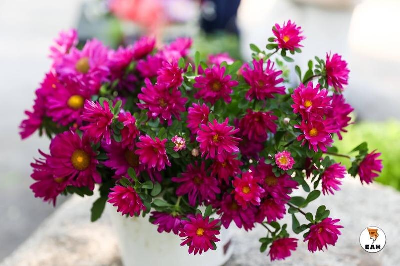    Букет цветов