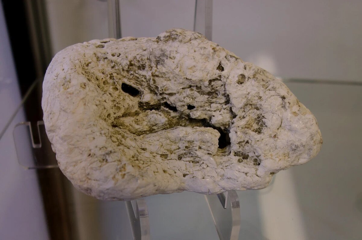 Изображение взято с сайта https://avatars.mds.yandex.net/get-vertis-journal/4471904/Ambergris_found_after_a_storm_on_Gisborne_beach_-_Picton_Heritage__Whaling_Museum_-_Picton_NZ_-_DSC00296.jpg_1754026320765/1600x1600