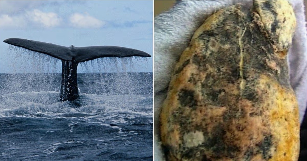 Изображение взято с сайта https://i2-prod.walesonline.co.uk/article10010154.ece/ALTERNATES/s1200/Rare-lump-of-whale-vomit-found-on-Welsh-beach-set-to-sell-for-%C2%A37000-at-auction.jpg