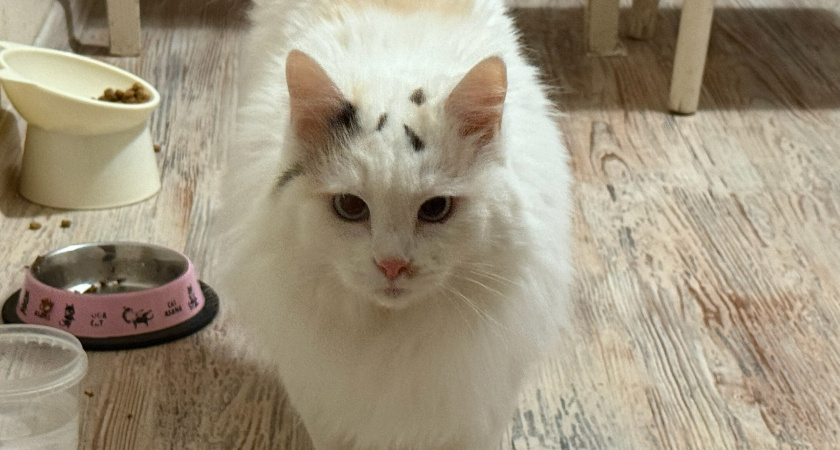    Фото newtambov.ru