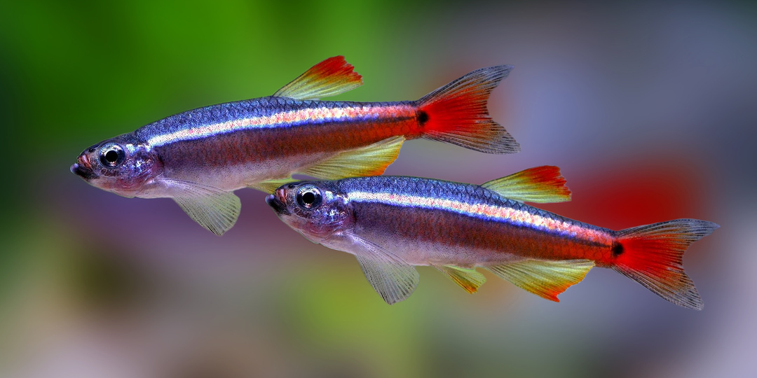 Топ-10 самых маленьких карповых рыб: фото и описание миниатюрных карпов