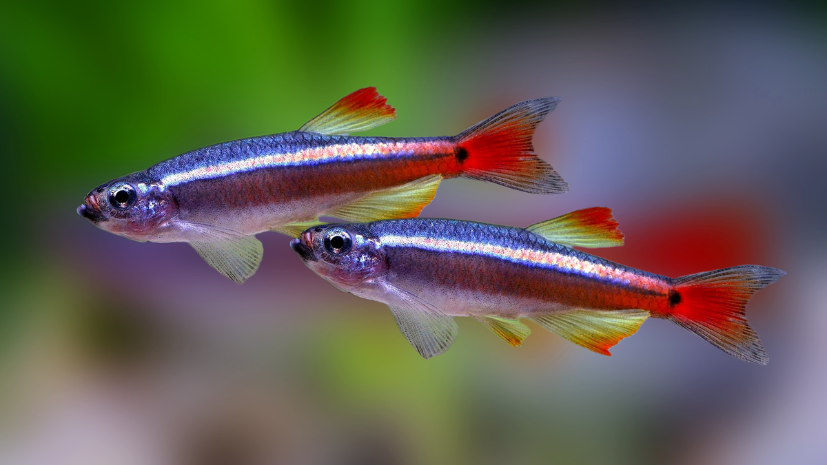 Этот вид долгое время считался классикой аквариумистики, но мало кто догадывался о его истинно диком и суровом прошлом.