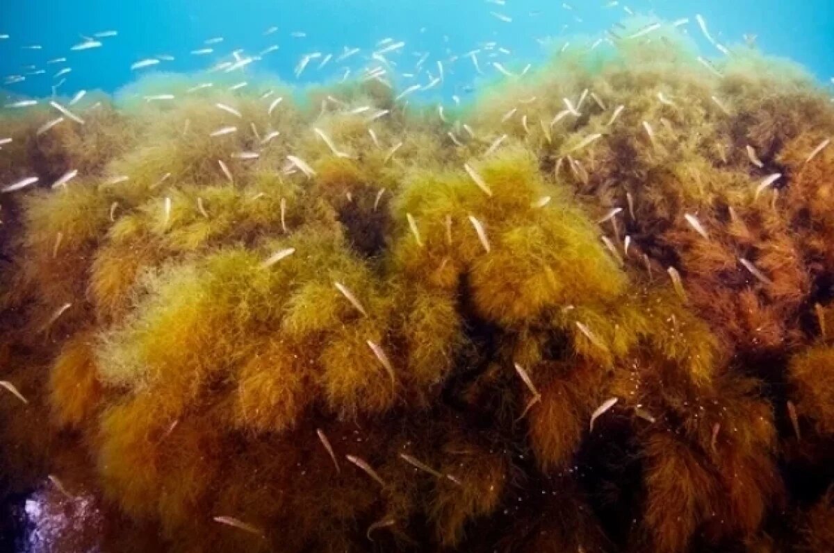    На Сахалине водоросли будут перерабатывать в лекарства и косметику