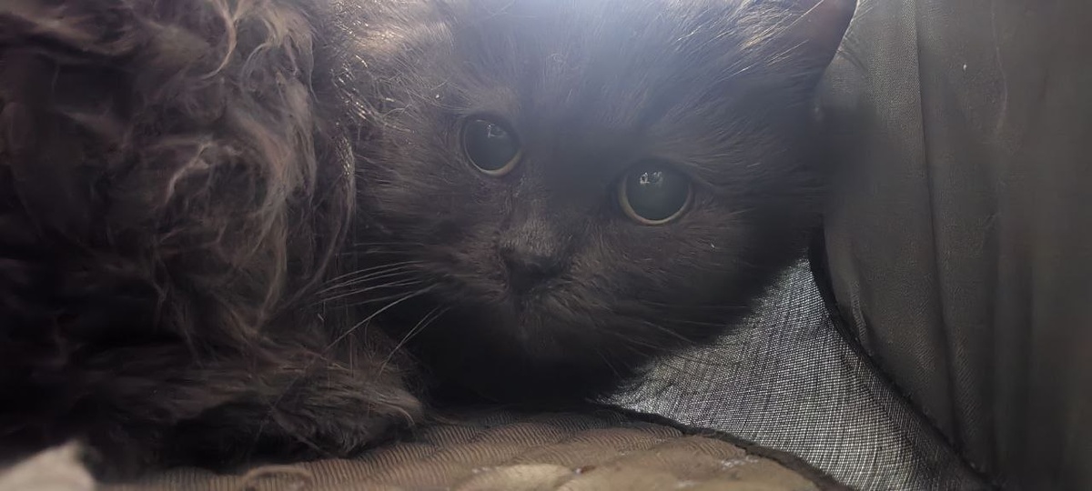 Спасённая кошка Зина на передержке. Фото Валерии Талалаевой