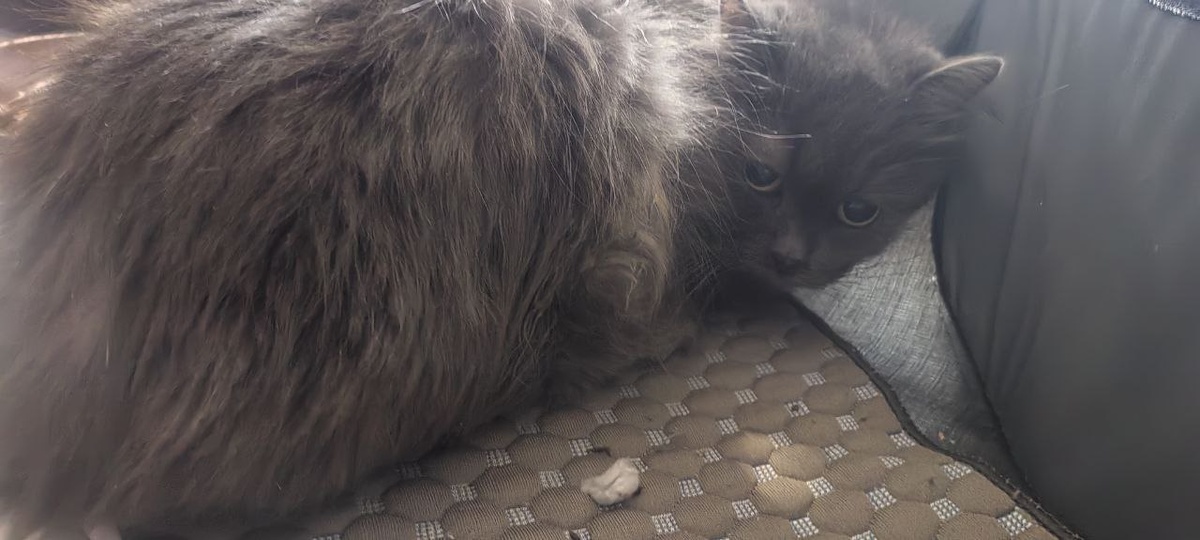 Спасённая кошка Зина на передержке. Фото Валерии Талалаевой