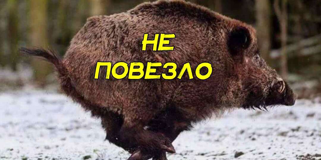 Получилось с 4-й попытки. Что будет если попасть кабану в орехи, но не добыть сразу. Охотник рассказал, как он остановил зверя