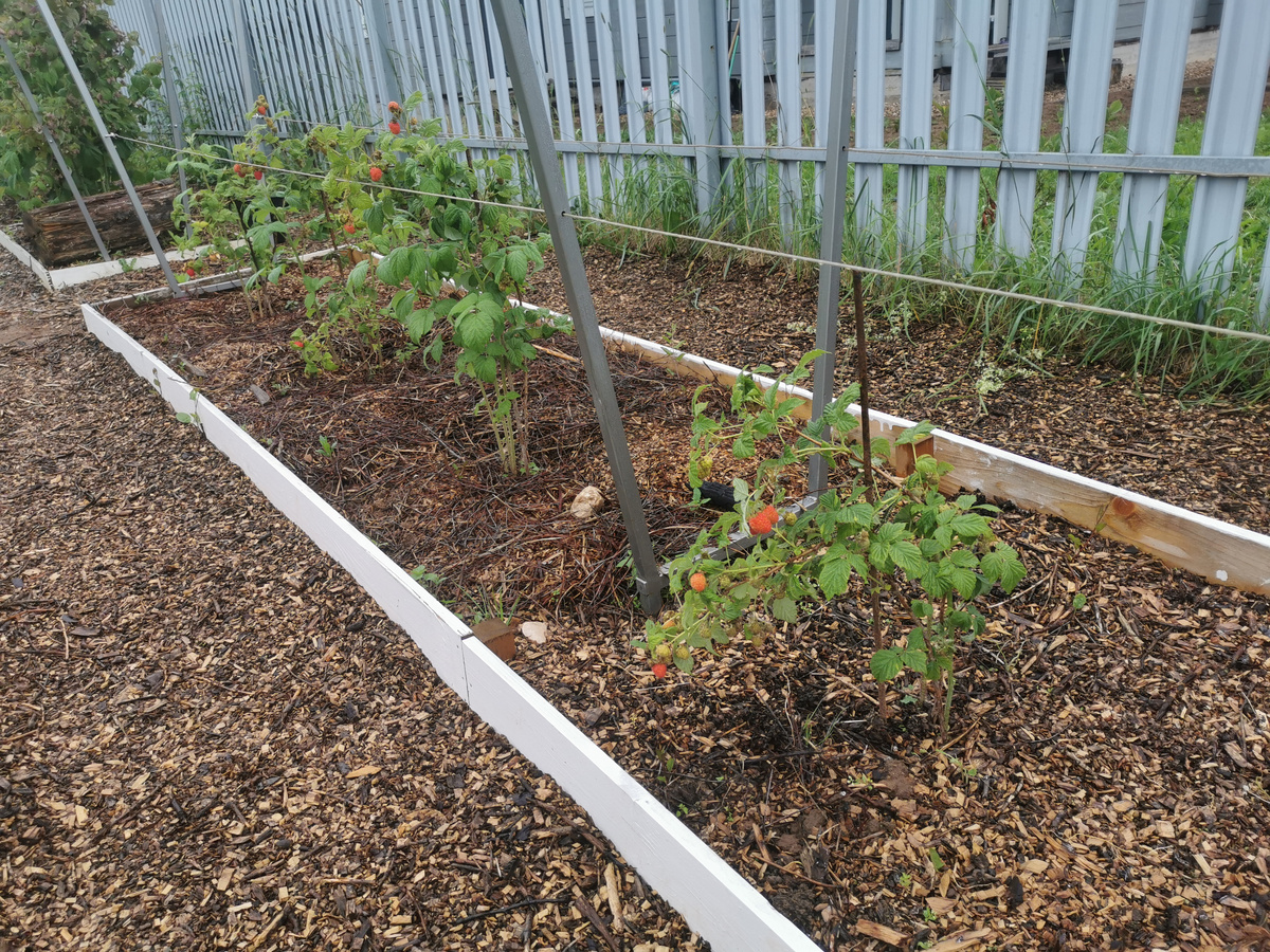 У меня уже новый малинник, а крутится старый))