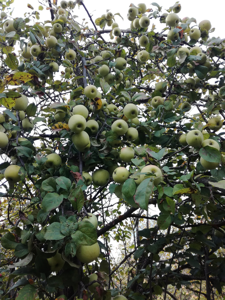 Фото 1. Нижнекамское осеннее.