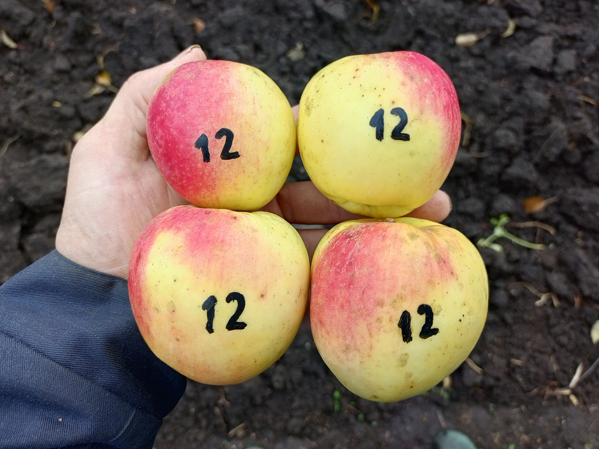 Фото 2. Былина 15 октября 2025 г.