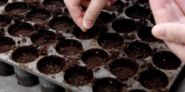 Заботы садовода нечернозёмной зоны в марте