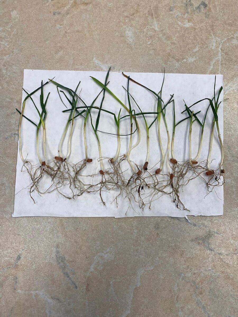 Фото – район авыл хуҗалыгы һәм азык-төлек идарәсе архивыннан.