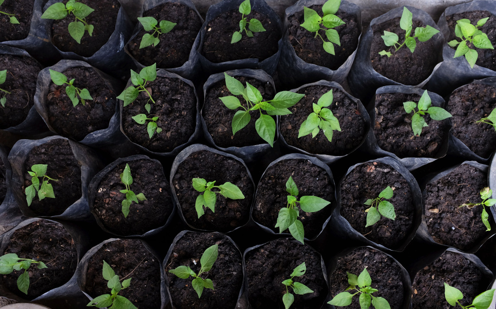 Источник фото shutterstock.com