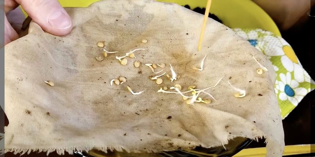 Экономьте при посеве семян: бесплатные и самые бюджетные средства для дезинфекции и проращивания семян, которые есть в каждом доме