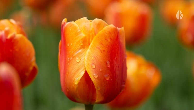      Фото: Валерия Алтухова / / ИА «Победа26»