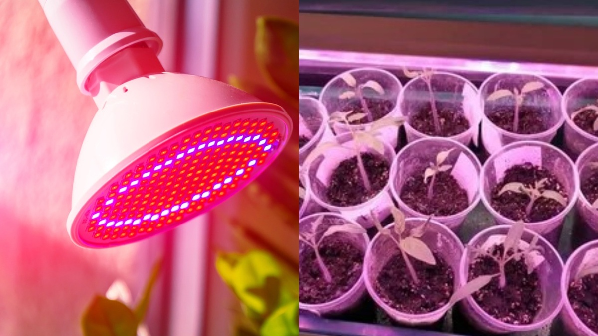 10 дней под фитолампой – стебли тонкие, междоузлия по 5 см, цвет бледный