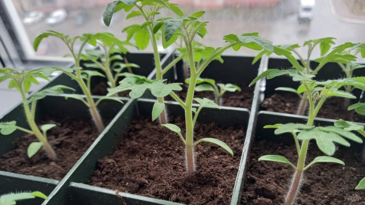 Через неделю на балконе – стебли 2,5 мм, новые междоузлия по 3 см, цвет насыщенный