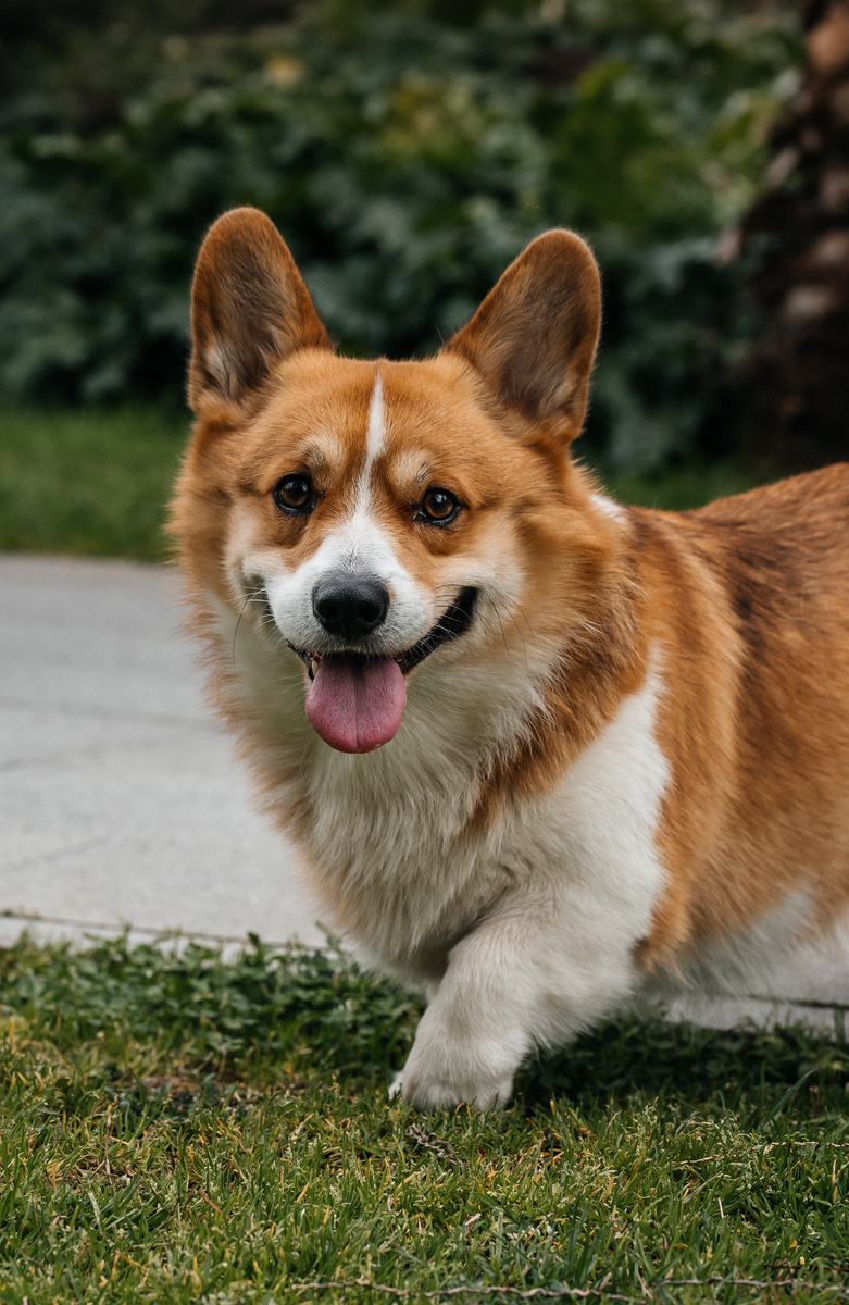 Собака улыбака