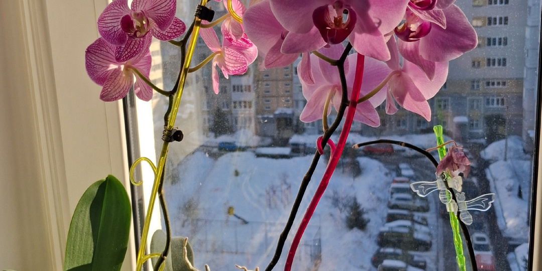 Как мне удалось пережить зиму без солнца? Со светом прекрасных цветов! Зимние домашние зарянки мои - орхидеи.