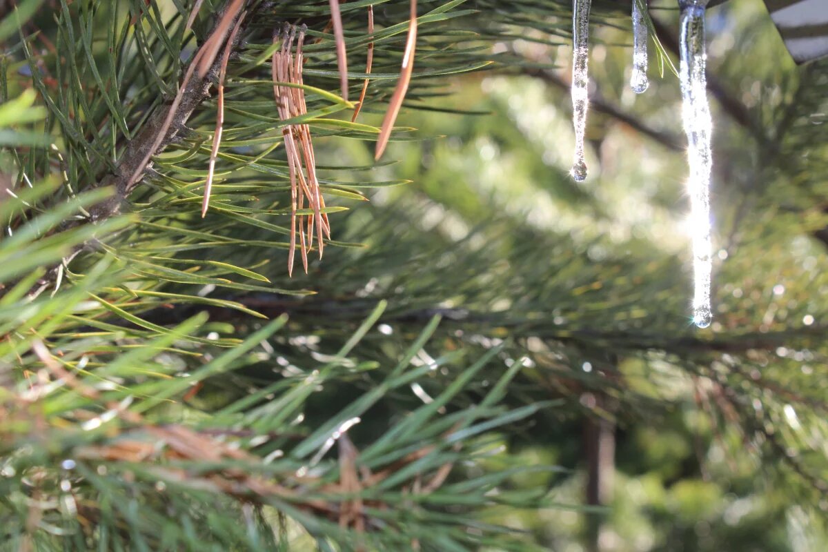    До +7 градусов прогреется воздух в Псковской области 4 марта