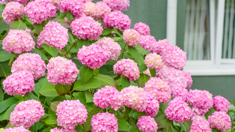 Результат правильной весенней обрезки — цветение с июня по октябрь