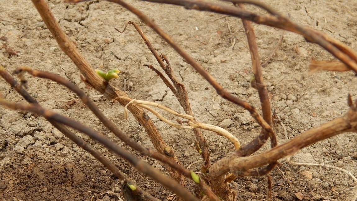 Зеленый срез почки — сигнал к началу обрезки