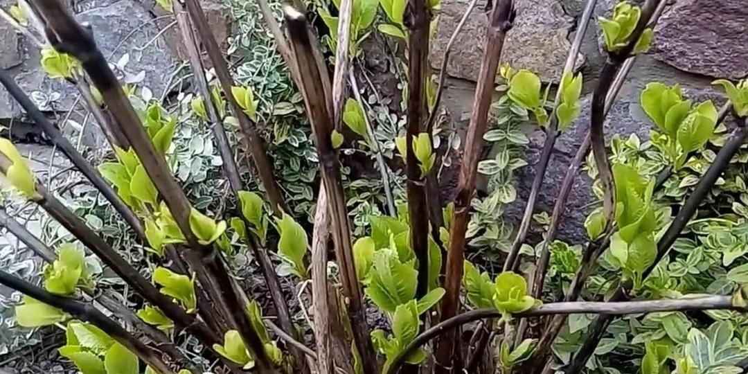 Провожу весеннюю обрезку гортензии по 1 почке. Цветет до морозов шапками