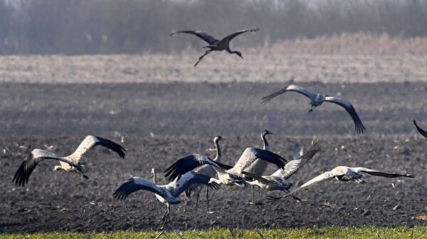    © Sputnik / Виктор Веткин