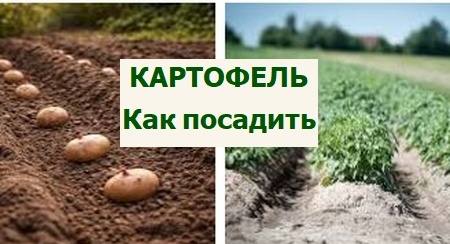 как сажать картофель