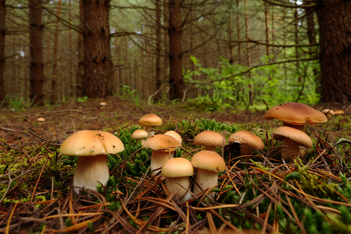    Фото: сгенерировано ИИ, источник: reve.art