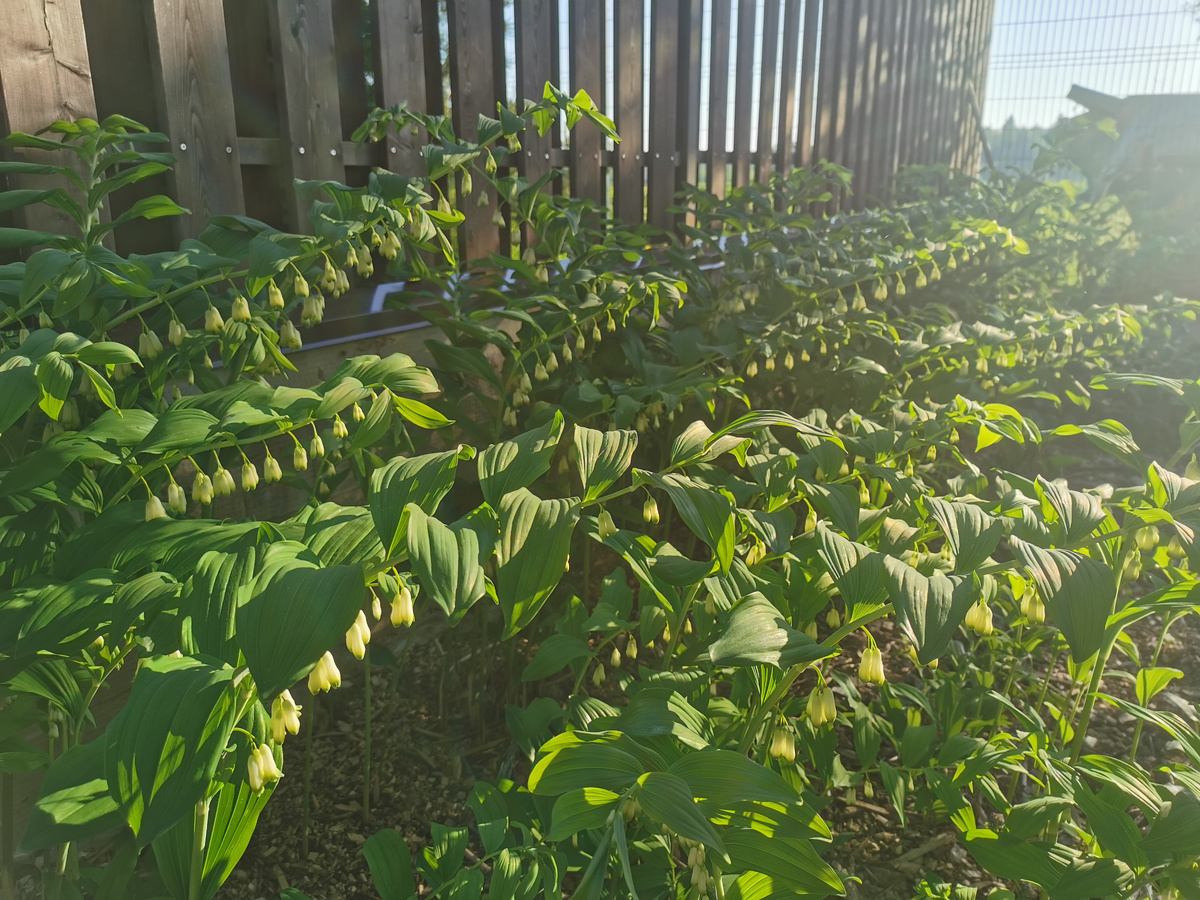 Купена цветет в конце мая. Недолго, но живописно