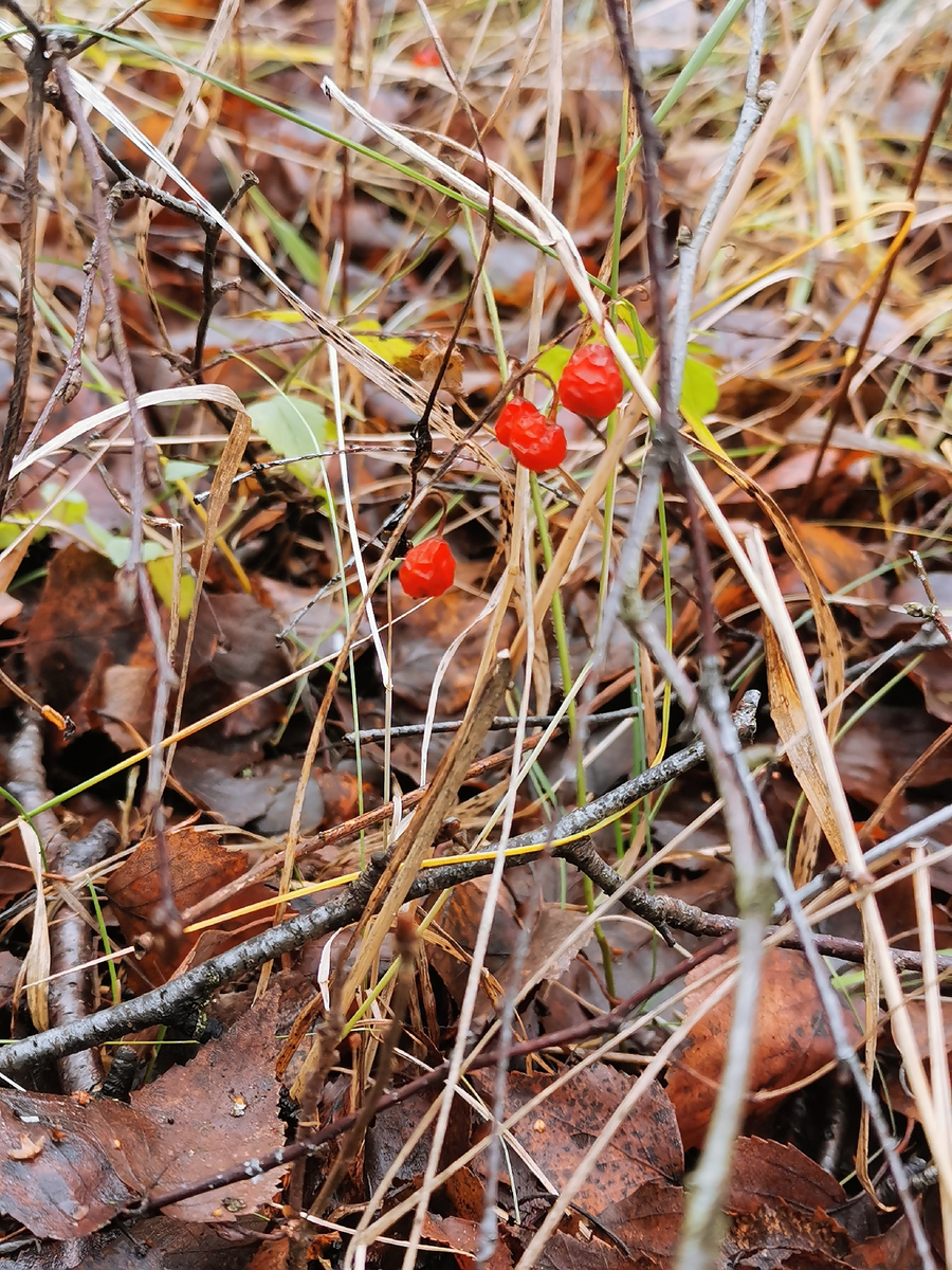 Ландыш майский. Лосиный остров, декабрь 2025