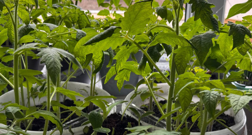    Первый городской канал Калининград