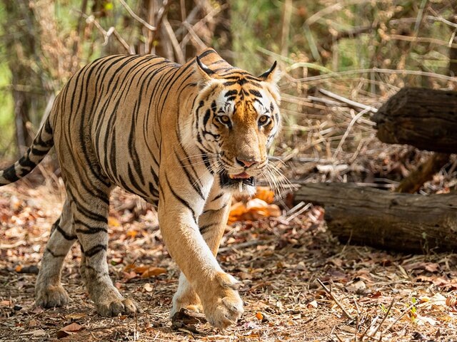    Фото: 123RF.com/sourabhbharti