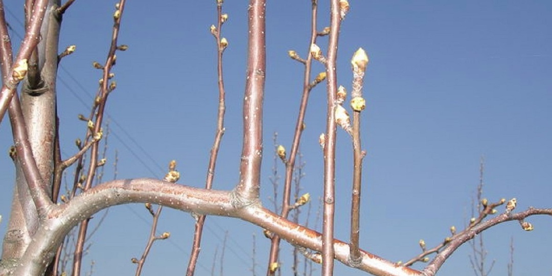 Обрезал грушу весной за 4 шага. Забыл про волчки и мелкие груши навсегда