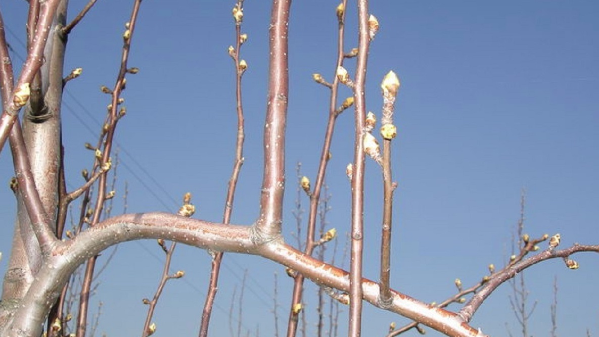 Моя груша после трех лет "правильной" обрезки