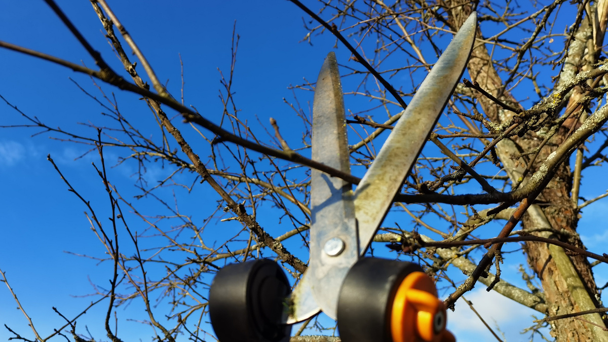 Правильный срез — угол 45°, отступ от почки 5 мм