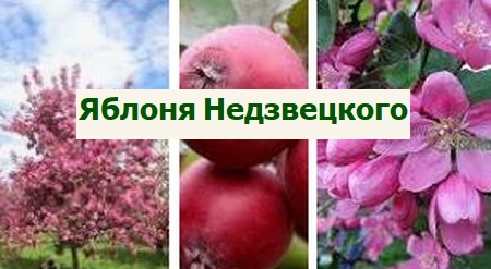 выращивание яблони Недзвецкого