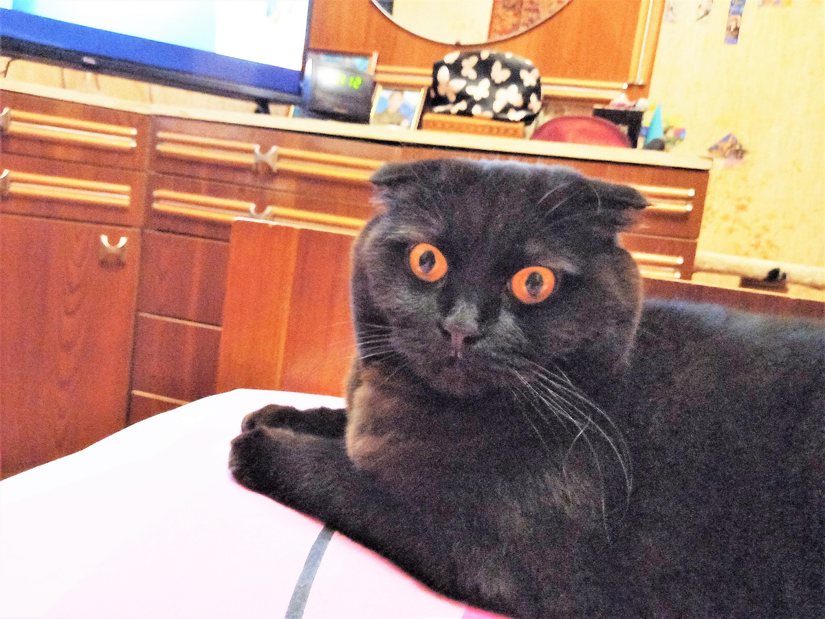 За фото Пряника благодарю Марину АБРОЧНОВУ)