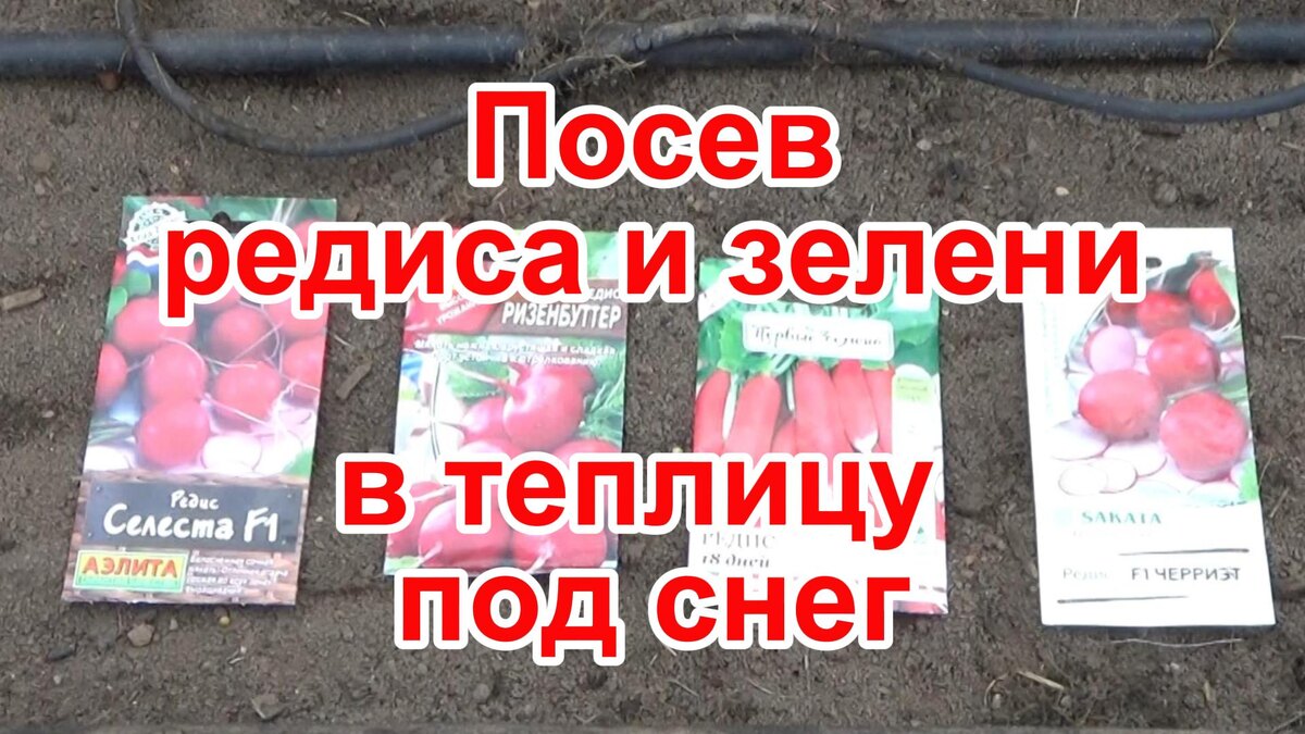 Посев редиса и разной зелени в теплицу под снег для раннего урожая.