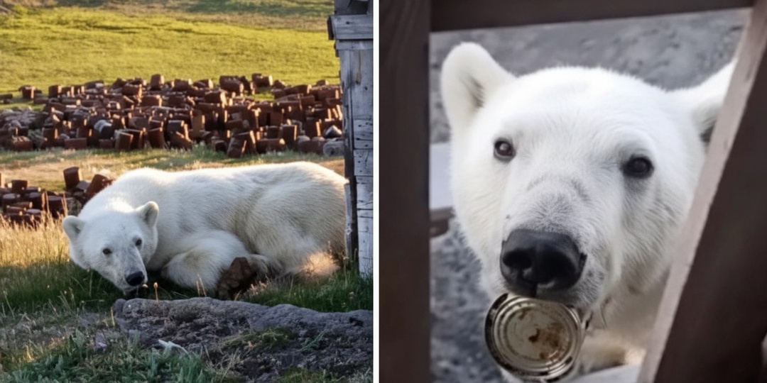 Как загрязнение природы влияет на животных?