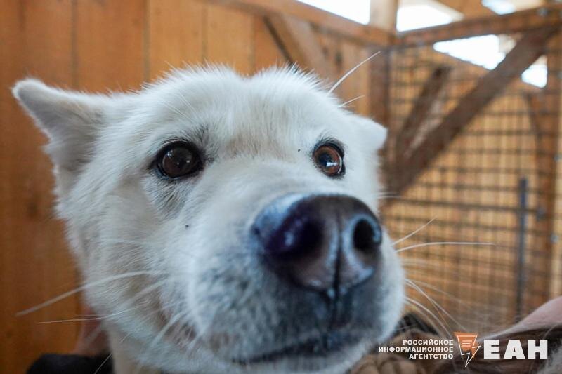    ЕАН / Щенок хаски