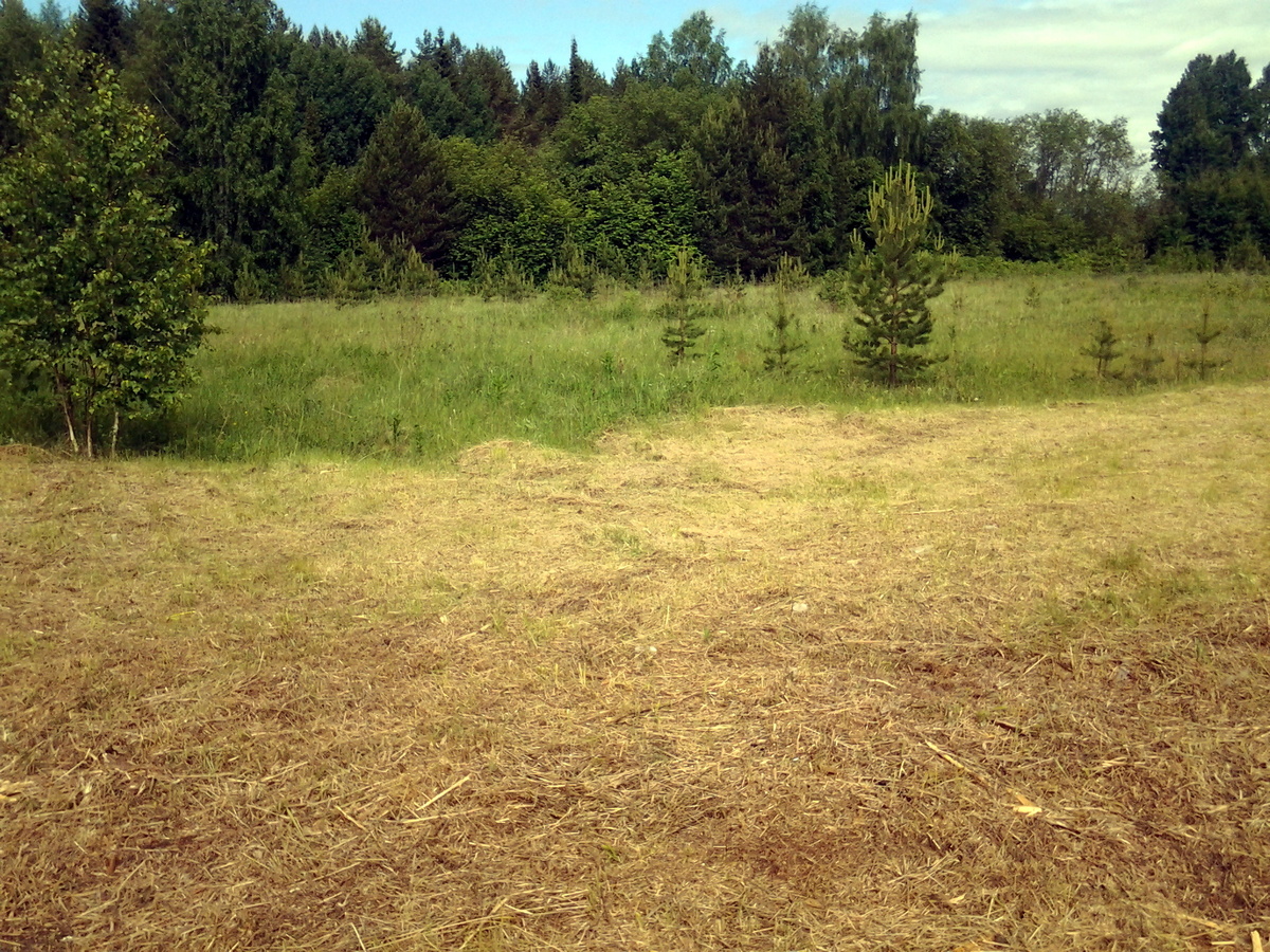 Выкосили огромный участок