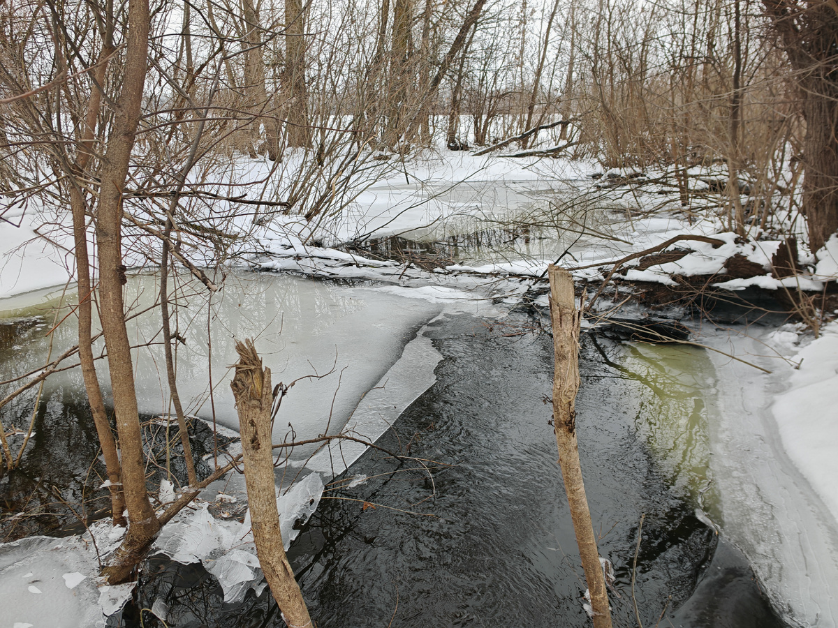 Ледяной лес