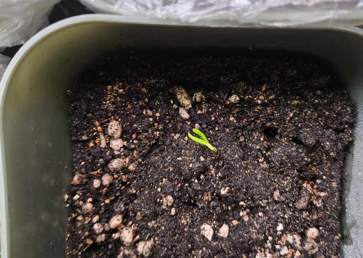 Candy Cane chocolate 