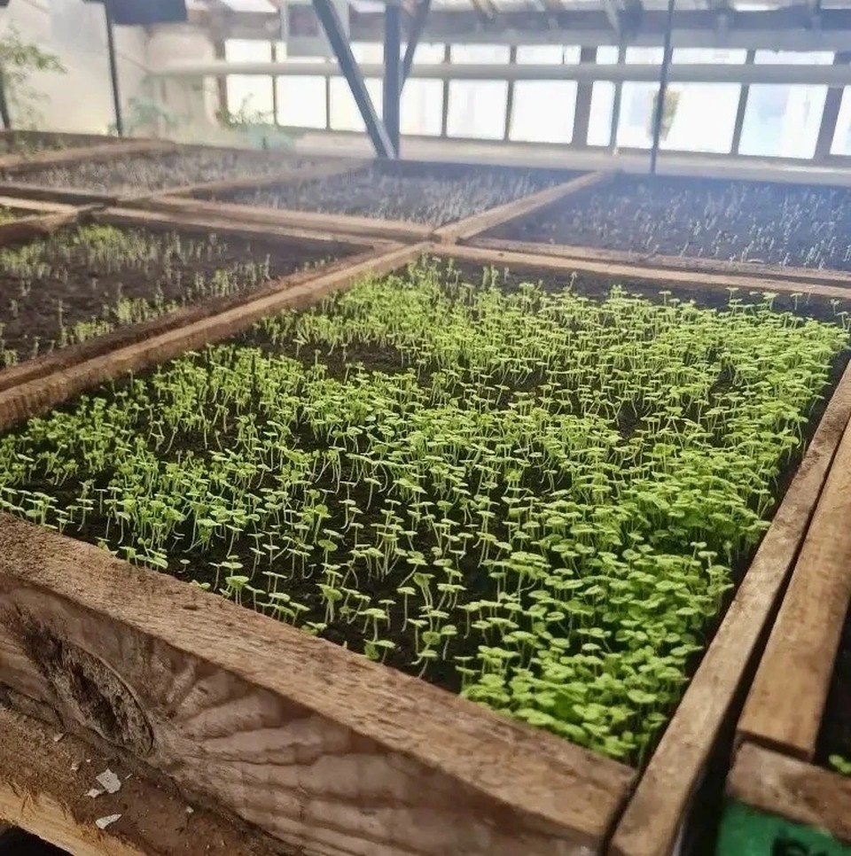    Миллион цветов украсят Рязань в этом году. Так планируют городские власти.